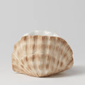 Seashell Warmer